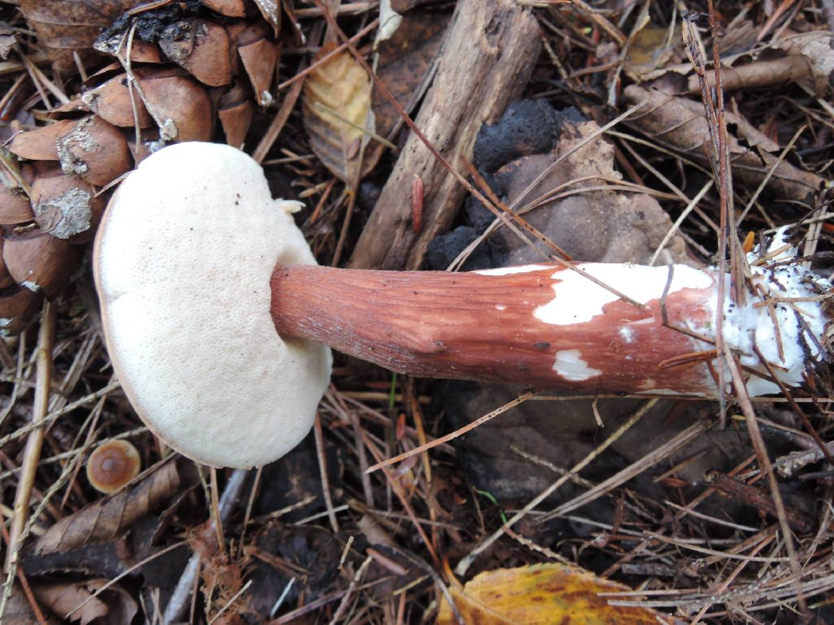 Austroboletus gracilis var. pulcherripes image