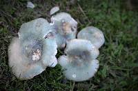 Russula parvovirescens image