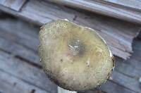 Russula variata image