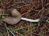 Helvella elastica image