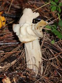 Helvella crispa image