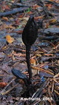 Geoglossum glabrum image