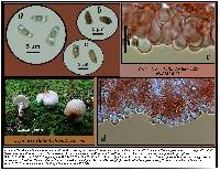 Lepiota cristata image