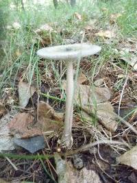 Amanita sect. Vaginatae image