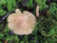 Lactarius griseus image