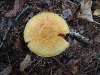 Cortinarius flavifolius image