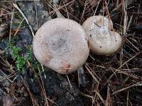 Lactarius uvidus image