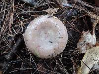 Lactarius uvidus image