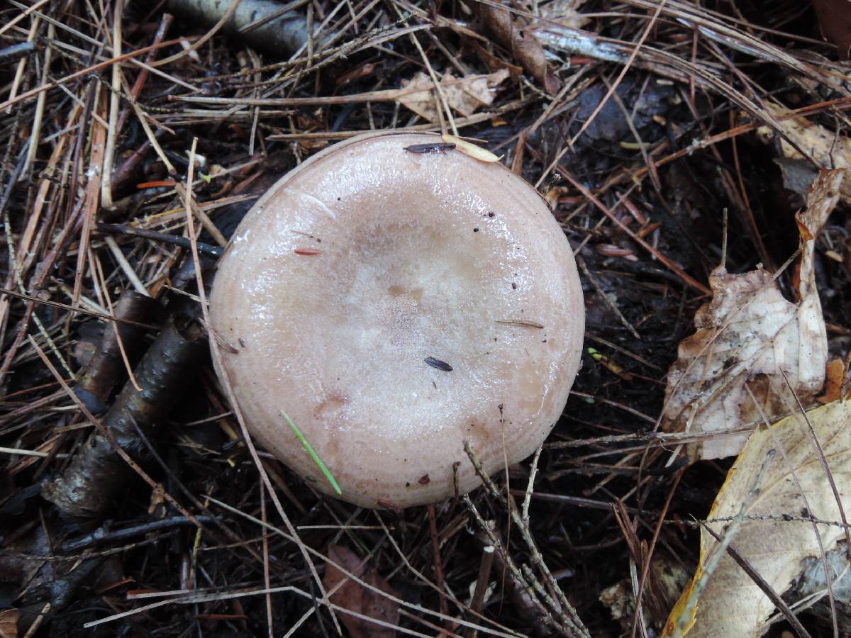 Lactarius uvidus var. acystidiosus image