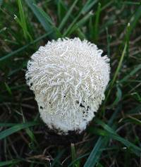 Lycoperdon echinatum image