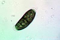 Buellia oidalea image