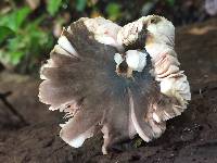 Pluteus americanus image