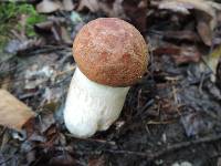 Leccinum piceinum image