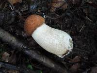 Leccinum piceinum image