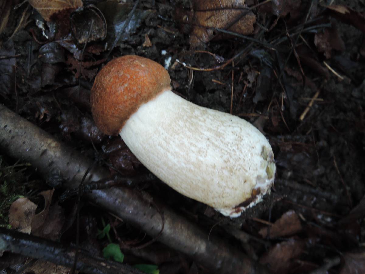Leccinum piceinum image