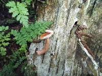 Lactarius fragilis image