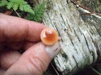 Lactarius fragilis image