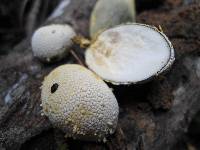 Xylaria compuncta image