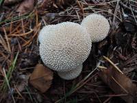 Lycoperdon curtisii image