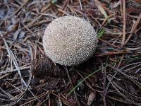 Lycoperdon curtisii image