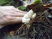 Helvella crispa image