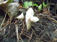 Helvella crispa image