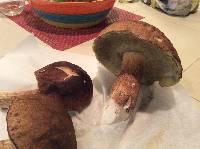 Boletus fibrillosus image