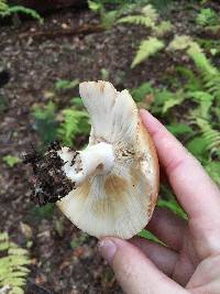 Russula compacta image