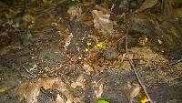 Mycena crocea image