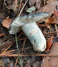 Russula redolens image