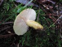 Lactarius aspideoides image