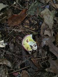 Russula atropurpurea image