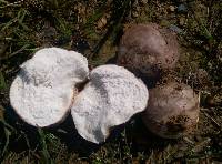 Calvatia cyathiformis image