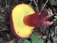 Boletus pallidoroseus image