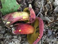 Boletus pallidoroseus image