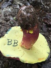 Boletus pallidoroseus image