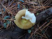 Russula cuprea image