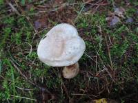 Suillus viscidus image