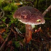 Boletellus mirabilis image