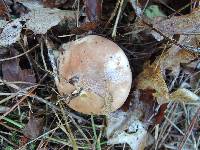 Suillus luteus image