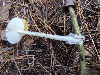 Amanita sinicoflava image