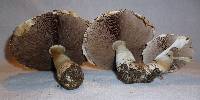 Agaricus crocodilinus image