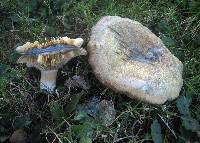 Lactarius chelidonium image