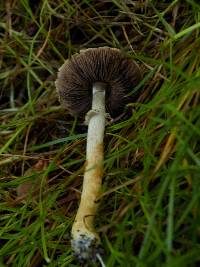 Agaricus diminutivus image