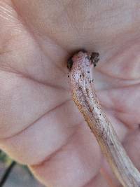 Inocybe splendens image