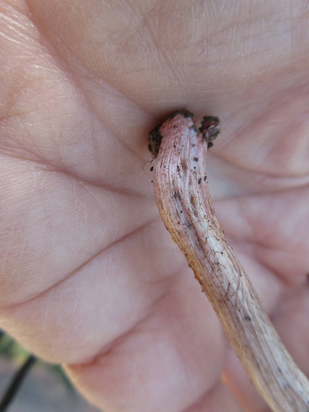 Inocybe splendens image