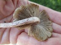 Inocybe splendens image