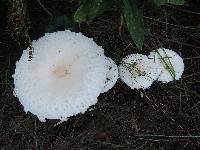 Amanita chrysoblema image