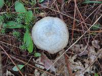 Lactarius chelidonium image