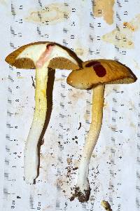 Boletus gertrudiae image